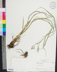 Carex debilis var. rudgei image