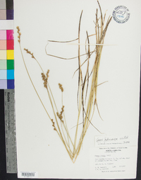 Carex festucacea image