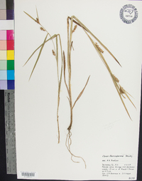 Carex flaccosperma image