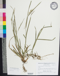 Carex flaccosperma image