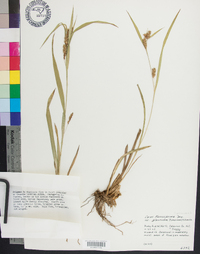 Carex flaccosperma image