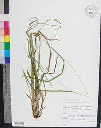 Carex flaccosperma image