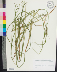 Carex flexuosa image