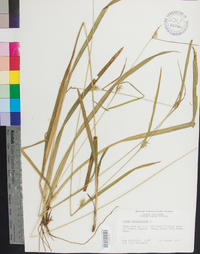 Carex folliculata image