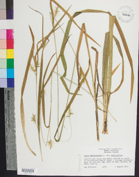 Carex folliculata image