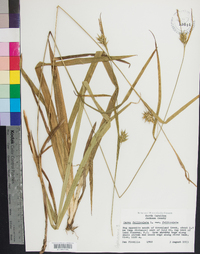 Carex folliculata var. folliculata image