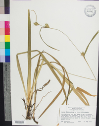 Carex folliculata image