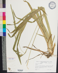 Carex folliculata image