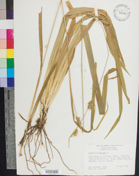 Carex folliculata image