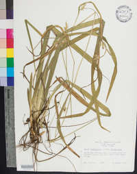 Carex folliculata var. folliculata image