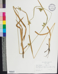 Carex folliculata image