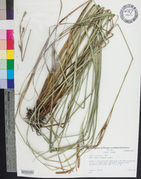 Carex glaucescens image