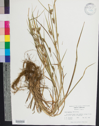 Carex grisea image