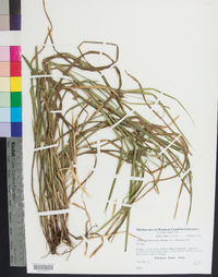 Carex intumescens var. intumescens image