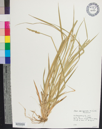 Carex laevivaginata image