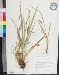 Carex laxiculmis image