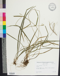 Carex leptonervia image