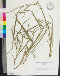 Carex leptonervia image