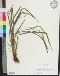 Carex manhartii image