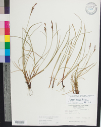 Carex misera image