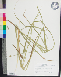 Carex normalis image