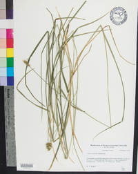 Carex normalis image