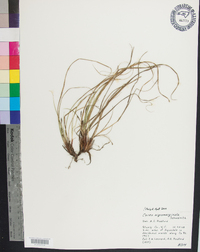 Carex nigromarginata image