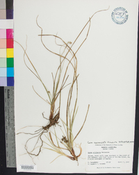 Carex nigromarginata image