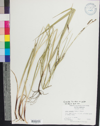 Carex oxylepis var. oxylepis image