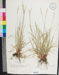 Carex pensylvanica var. pensylvanica image