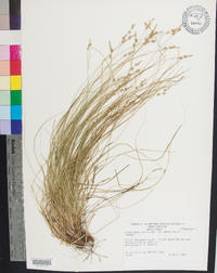 Carex pensylvanica var. pensylvanica image