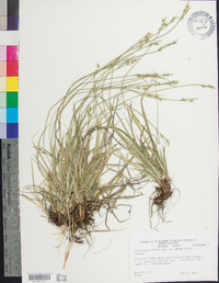 Carex pensylvanica var. pensylvanica image