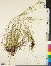 Carex pensylvanica var. pensylvanica image