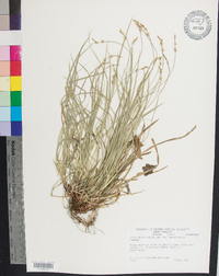 Carex pensylvanica var. pensylvanica image