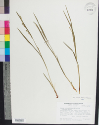 Carex purpurifera image