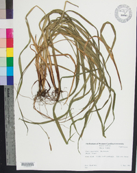 Carex purpurifera image