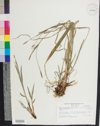 Carex purpurifera image