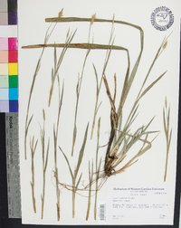 Carex radfordii image