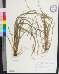 Carex radfordii image