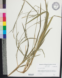 Carex radfordii image