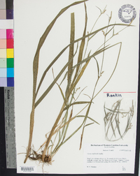 Carex radfordii image