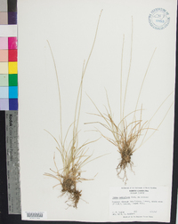 Carex retroflexa image