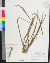 Carex roanensis image