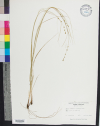 Carex rosea var. radiata image