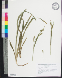 Carex scabrata image