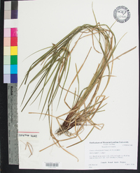 Carex schweinitzii image