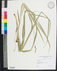 Carex sparganioides image