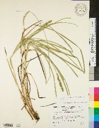 Carex stipata var. stipata image
