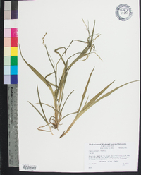 Carex striatula image