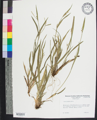 Carex striatula image